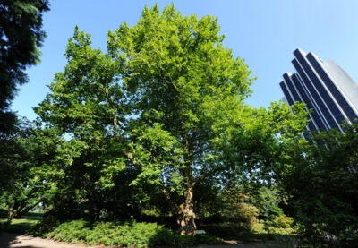 Die Lehmann-Platane mit dem Radisson Blu Hotel im Hintergrund